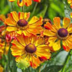 Summer Helenium 150x150
