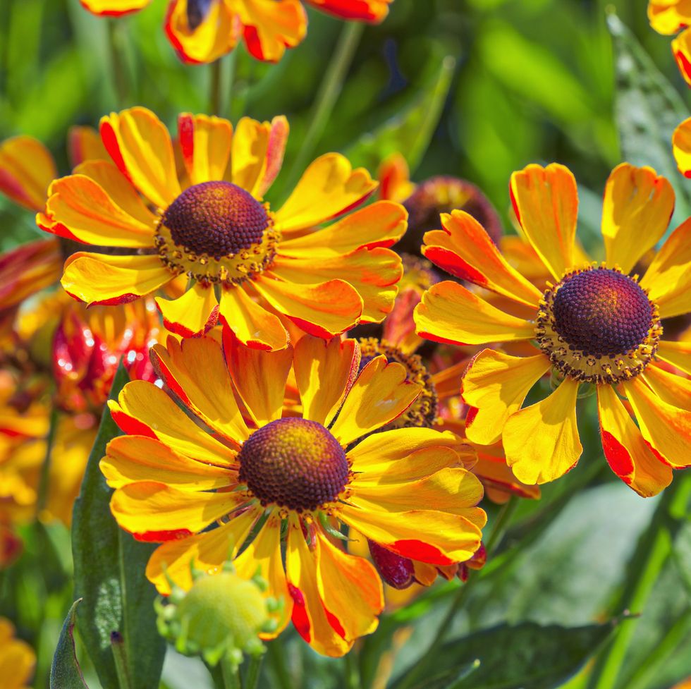 Summer Helenium